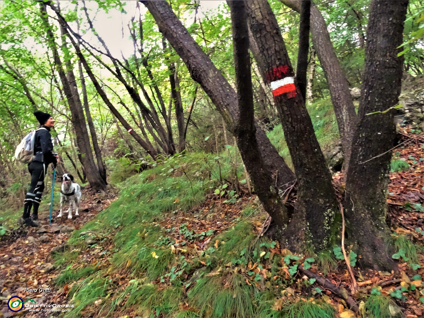 19 Il 152 sale nel bosco di prevalenti carpini neri, faggi , betulle.JPG